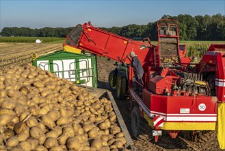 Potato harvesting, so-called split harvesting method, first the tubers are taken out of the ground