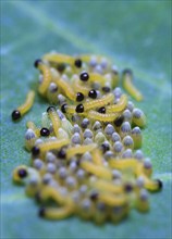 Caterpillars of the cabbage white butterfly, July, Germany, Europe