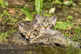 Two tabby kittens sitting in the forest on mossy ground and looking curiously, wildcat (Felis