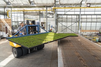 Horticultural business, cuttings, heather, heather plants, Calluna vulgaris, are transported after