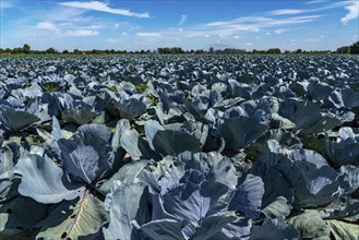 Vegetable cultivation, field with red cabbage, red cabbage, near Krefeld, North Rhine-Westphalia,