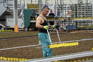 Horticultural business, greenhouse, freshly potted young plants are placed on beds to grow there,