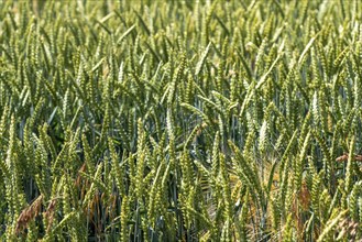 Grain field, wheat, soft wheat, ears of wheat