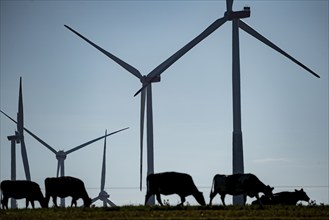 Cows on a pasture, wind farm near Bad Wünneberg, East Westphalia Lippe, North Rhine-Westphalia,