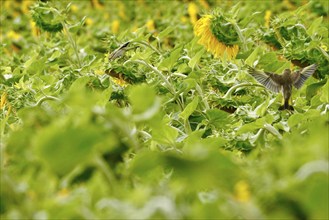 European goldfinch (Carduelis carduelis) in a sunflower field, July, Saxony, Germany, Europe