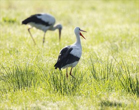 White storks (Ciconia ciconia) foraging in a meadow in the early morning, dew beads on the grass,