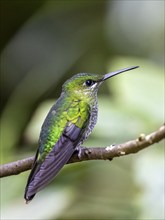 Green-fronted Brilliant Hummingbird (Heliodoxa jacula) sitting on a branch, Monteverde Cloud