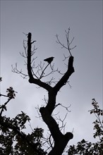 Crow on bare branches, October, Germany, Europe