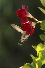 Anna's hummingbird (calypte anna) enjoying the red mandevilla