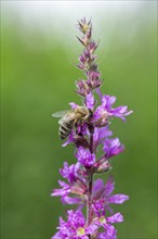 A honey bee (Apis mellifera) sits on a pink flower, purple loosestrife (Lythrum salicaria) and