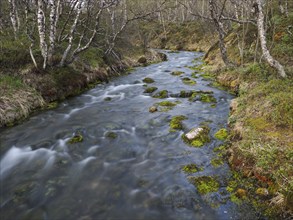 Hill stream, among Hairy Birch (Betula pubescens) woodland, May, Finnish Lapland