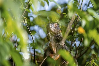 Green iguana (Iguana iguana) between leaves, Tortuguero National Park, Costa Rica, Central America