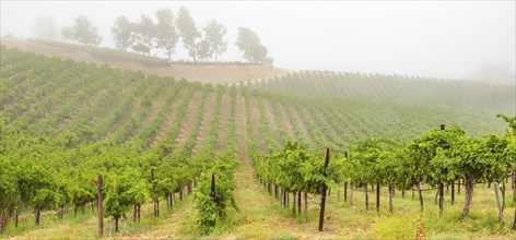 Beautiful grape vineyard landscape banner