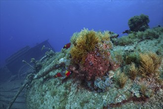 Algae and fish on an overgrown shipwreck under water. Dive site Wreck of the Condesito, Las