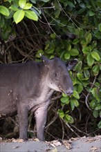 Baird's tapir (Tapirus bairdii), juvenile, in the rainforest, Corcovado National Park, Osa,