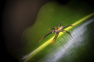 Getazi comb spider or Getazi banana spider (Cupiennius tazi), adult male sitting on a leaf at