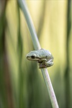 Tree frog (Hyla arborea), Lower Saxony, Germany, Europe