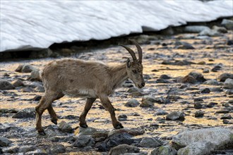 Alpine ibex (Capra ibex), crossing a river, in the morning light, Mont Blanc massif, Chamonix,