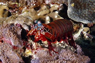 Multicoloured clown mantis shrimp (Odontodactylus scyllarus) on a coral reef, dive site Toyapakeh,