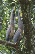 Bare-throated Night Heron (Tigrisoma mexicanum), Tortuguero National Park, Costa Rica, Central