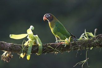 Grey-cheeked parrot (Pyrilia haematotis), Costa Rica, Central America