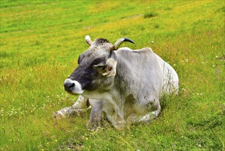 Cow with horns lying on a mountain pasture in Tyrol, Austria, Europe