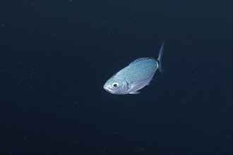 A silver fish, sea bream (Oblada melanura), swims alone in deep blue water in the Mediterranean