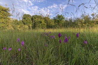 A beautiful field of purple flowers is spread out against a blue sky. The flowers are scattered