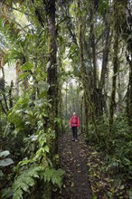 Young woman on a hiking trail with dense vegetation, tourist in the rainforest, Monteverde Cloud