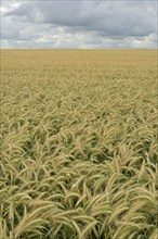 Barleys (Hordeum vulgare), low-lying rain clouds over a barley field, North Rhine-Westphalia,