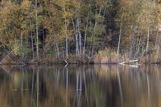 Birches (Betula), autumn colours, autumn coloured trees are reflected in the water of the moor