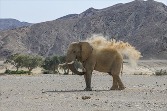 Desert elephant (Loxodonta africana) taking a sand bath in the Hoanib dry river, Kaokoveld, Kunene