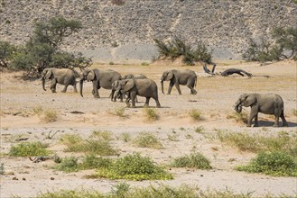 Desert elephants (Loxodonta africana) in the Huab dry river, Damaraland, Kunene region, Namibia,