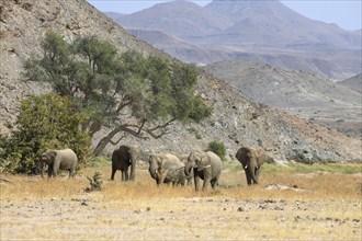 Desert elephants (Loxodonta africana) in the Huab dry river, Damaraland, Kunene region, Namibia,