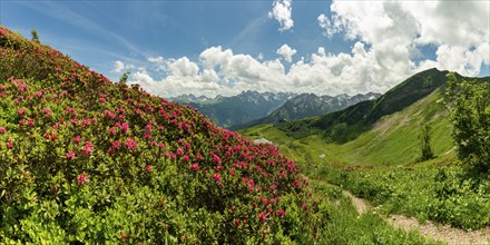 Alpine rose blossom, panorama from the Fellhorn over the Schlappoldsee and mountain station of the