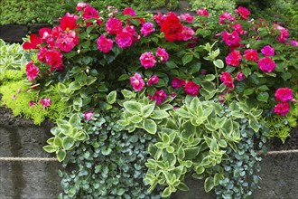 Camellia japonica, Common Camellia, Sedum spurium, Two-Row Stonecrop, Dichondra repens 'Emerald