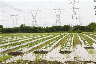 Young vegetable crops protected by plastic sheeting growing in agricultural field flooded and