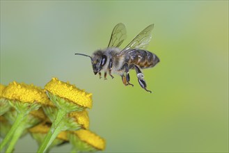 European honey bee (Apis mellifera) bee in flight, over flowers of tansy (Tanacetum vulgare),