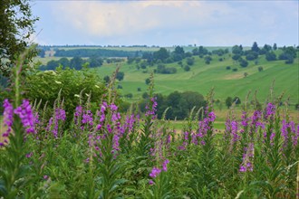 Landscape with blooming sally (Epilobium angustifolium) in the foreground and green hills under an