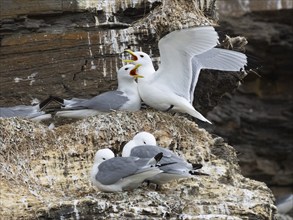 Black-legged kittiwake (Rissa tridactyla), greeting ceremony of pair at nest in breeding colony, on