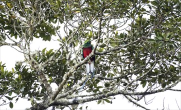 Resplendent quetzals (Pharomachrus mocinno) sitting on a tree in the cloud forest, Parque Nacional