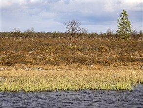 Marsh landscape with Hairy Birch (Betula pubescens) and Pine trees (Pinus sylvestris), May, Finnish