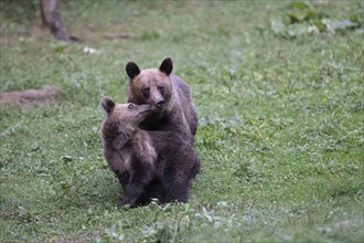 European brown bear or Eurasian brown bear (Ursus arctos arctos), female brown bear with young in a