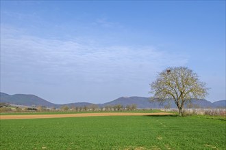 Landscape with walnut tree, in the background the Palatinate Forest, Southern Palatinate,