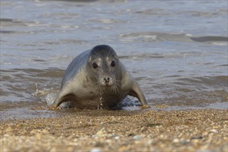 Common seal (Phoca vitulina) adult animal emerging out of the sea onto a beach, Norfolk, England,