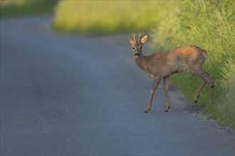 Roe deer (Capreolus capreolus) adult male buck animal preparing to walk across a country road,