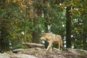 Eastern wolf (Canis lupus lycaon) walking on a little hill, Bavaria, Germany, Europe