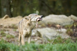 Eastern wolf (Canis lupus lycaon) standing on a meadow, Bavaria, Germany, Europe