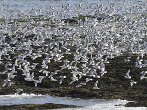 Black-legged kittiwake (Rissa tridactyla), flock flying off from coastal rocks of Arctic Ocean,