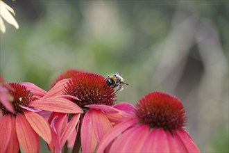 Bumblebee (Bombus), Echinacea, pollen, garden, The bumblebee searches for food on the flower of